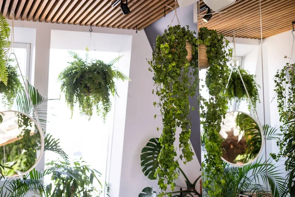 Ein Fragment des Innenraums mit Topfpflanzen und Palmen. Gartenarbeit zu Hause. Zimmerpflanzen und urbanes Dschungelkonzept. — Stockfoto