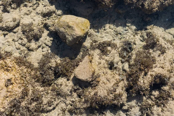 Foto ravvicinata di corallo morto sulla spiaggia — Foto Stock