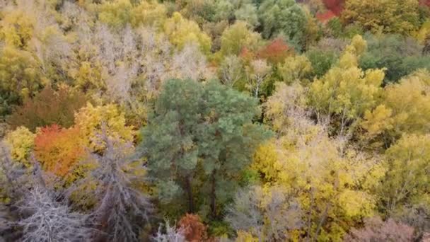 Otoño naturaleza bosque paisaje. bosque de otoño con árboles rojos y naranjos. Otoño en el parque. — Vídeos de Stock