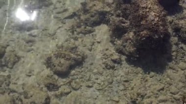 Sahilde ölü mercan ya da gri ve kahverengi deniz kıyısında. Doku ve desenler tropikal plaj arka planı