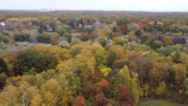 Widok z góry na jesienny las, jesienny widok z lotu ptaka. Dron przelatuje nad sosnami i żółtymi czubkami drzew. Powiększenie i spin kolorowe tekstury w przyrodzie. Lot nad lasem, naturalne tło w ruchu. — Wideo stockowe