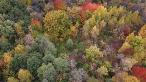 Осінь природа лісовий пейзаж. осінній ліс з червоними та оранжевими деревами. Осінь в парку . — стокове відео