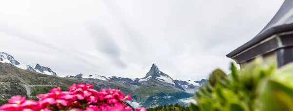 背景には緑豊かな草原と花々 雪に覆われた山頂が広がるアルプスの牧歌的な風景 — ストック写真