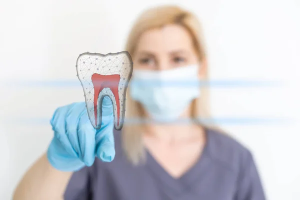 Una dentista joven sostiene un diente modelo. fondo claro. — Foto de Stock