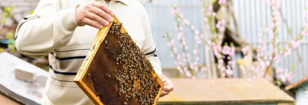 Μελισσοκόμοι χέρι κατέχει άδειο φαγωμένα κηρήθρα — Φωτογραφία Αρχείου