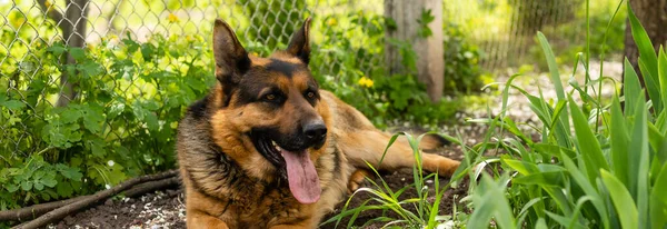 Perro, pastor alemán se encuentra en una hierba joven verde entre las flores —  Fotos de Stock