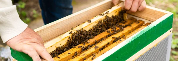 Μελισσοκόμοι χέρι κατέχει άδειο φαγωμένα κηρήθρα — Φωτογραφία Αρχείου