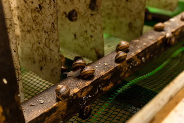 Szklarnia do zbierania i przetwarzania kawioru ślimakowego. Farma ślimaków. — Zdjęcie stockowe