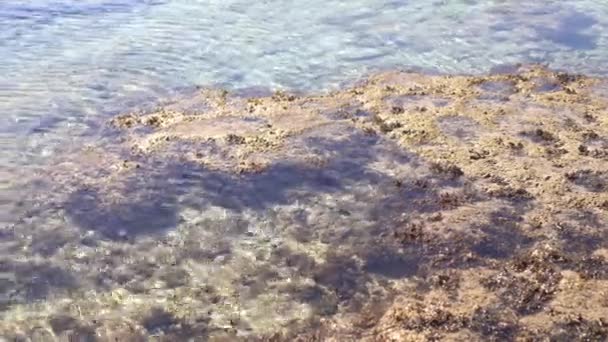 Coral morto na praia ou litoral na cor cinza e marrom. Textura e padrão de fundo de praia tropical — Vídeo de Stock
