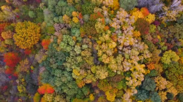 秋の自然の森の風景。赤やオレンジの木がある秋の森。公園内の秋. — ストック動画