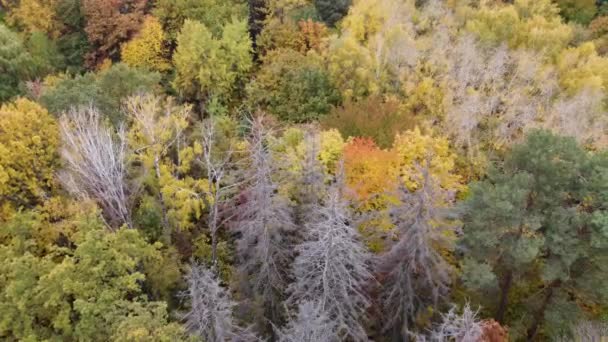 Widok z góry na jesienny las, jesienny widok z lotu ptaka. Dron przelatuje nad sosnami i żółtymi czubkami drzew. Powiększenie i spin kolorowe tekstury w przyrodzie. Lot nad lasem, naturalne tło w ruchu. — Wideo stockowe