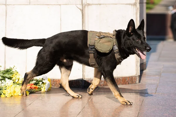 Çalışan polis köpek portresi — Stok fotoğraf