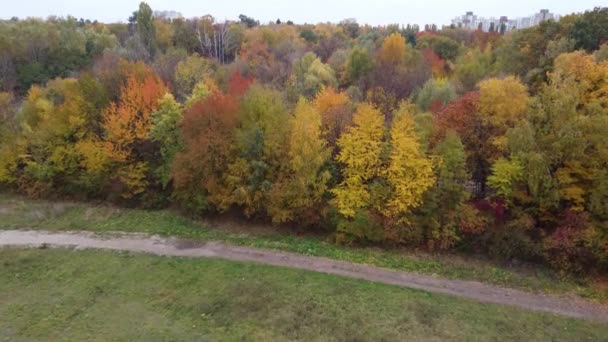 Automne nature forêt paysage. forêt d'automne avec des arbres rouges et orangers. Automne dans le parc. — Video