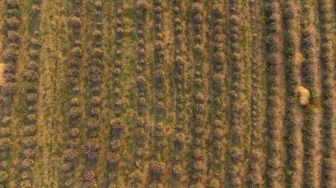 Renkli çiçek açan lavandula ya da şafak vakti lavanta tarlası. Arka planda hafif bir sabah sisi.