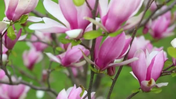 Κοντινό πλάνο ενός κλαδιού με ροζ λευκά ανθισμένα άνθη ενός δέντρου liliiflora magnolia σε έναν κήπο την άνοιξη, ο άνεμος κινεί ελαφρώς τα άνθη. — Αρχείο Βίντεο