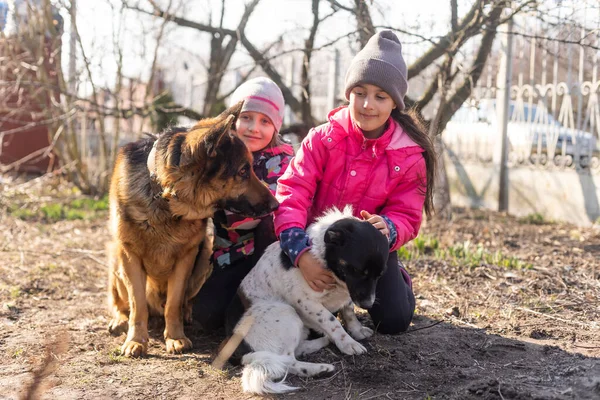Duas meninas com dois cães — Fotografia de Stock