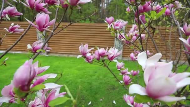 Close up shot of a branch with pink white blooming blossoms of a liliiflora magnolia tree in a garden in spring time, wind is slightly moving the blossoms. — Stock Video