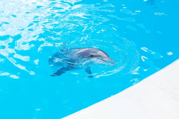 Dolphins swim in the pool, show — Stock Photo, Image