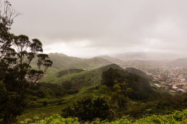 Anaga Kuzey Ormanı Tenerife Adası, Kanarya Adaları, İspanya.