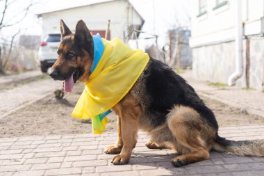 Ukrayna bayrağıyla Alman çoban köpeği.