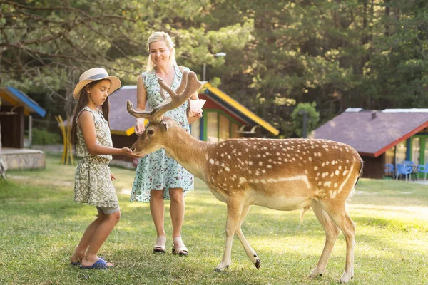 Parkta duran bir geyik..