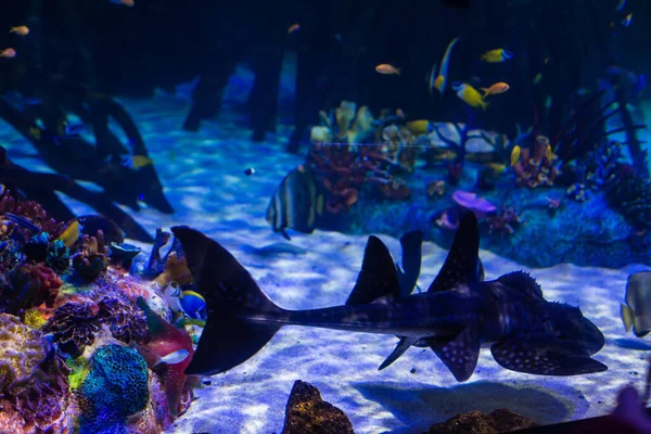 Acuario colorido, mostrando diferentes peces de colores nadando — Foto de Stock