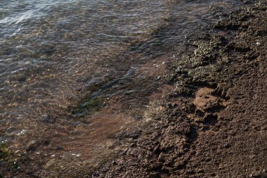Ölü mercan kayaları beyaz kumsalda dalgalar tarafından süpürüldü.