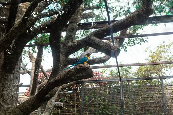 El papagayo de nuca azul, también el papagayo verde de corona azul, el papagayo, el papagayo verde o como picoy sentado en una rama en el verde — Foto de Stock