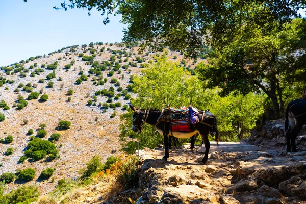 Eşek, şapkalı bir eşek, turistlere binmek için bir eşek bir dağda duruyor. Eşeği olan güzel bir manzara