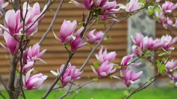 Крупным планом ветки с фиолетовыми цветущими цветками лилилии магнолии в саду весной, ветер слегка двигает цветы, фоновые звуковые птицы поют — стоковое видео