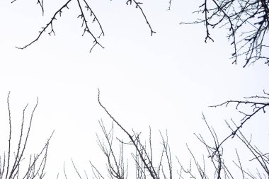 Soluk beyaz arkaplanda çıplak ağaç dalları