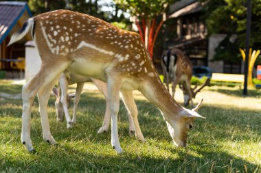 Parkta duran bir geyik..