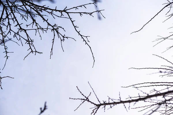 Сухі гілки дерева на фоні блакитного неба в сонячну погоду — стокове фото