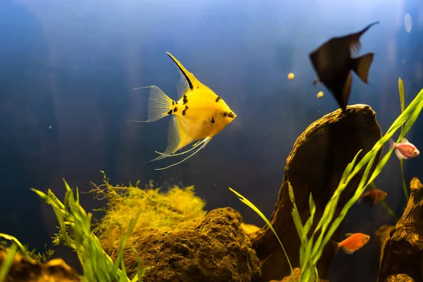 Acquario pesci colorati in acque blu scuro — Foto Stock