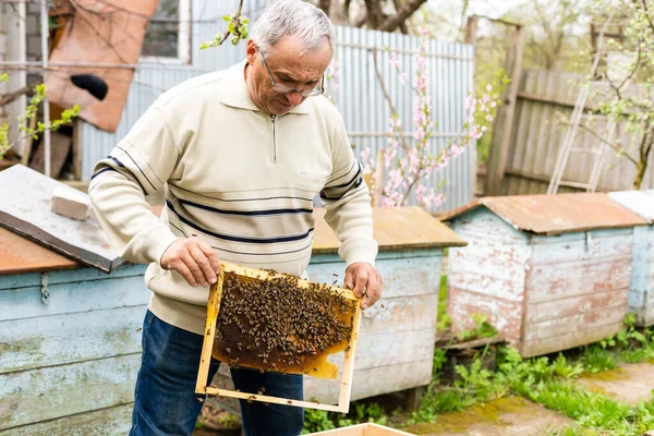 Ritratto di un anziano apicoltore maschio in un apiario vicino agli alveari con una cornice di favi nelle mani — Foto Stock