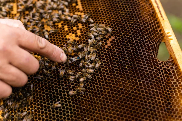 Tangan peternak lebah memegang kosong dimakan sarang madu — Stok Foto