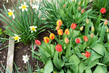 Çiçek tarlasında büyüyen güzel kırmızı laleler