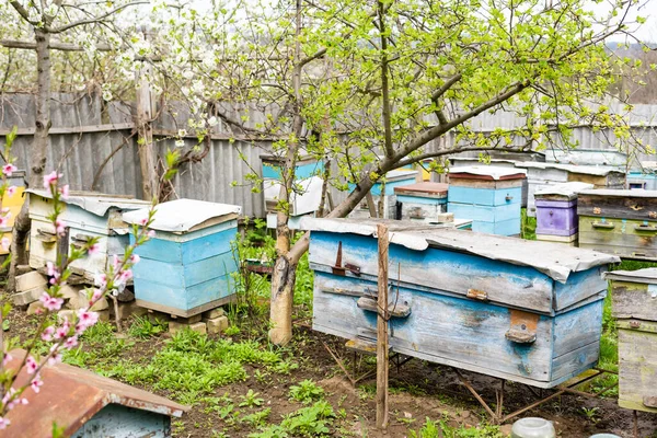 Řady úlů pod větvemi s třešňovými květy. Včelín na jaře v aperilu. Včely sbírají pyl z bílých květin v zahradě. — Stock fotografie