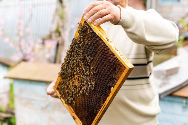 Пчеловоды держат в руках пустые съеденные соты — стоковое фото