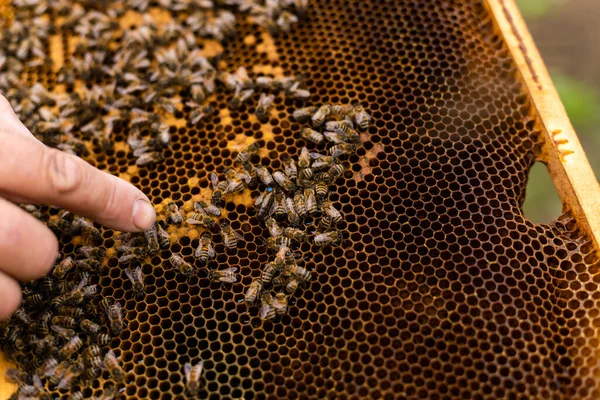 Yaşlı bir arı yetiştiricisi kovanların yanında arılarla çerçeveleri inceliyor. — Stok fotoğraf