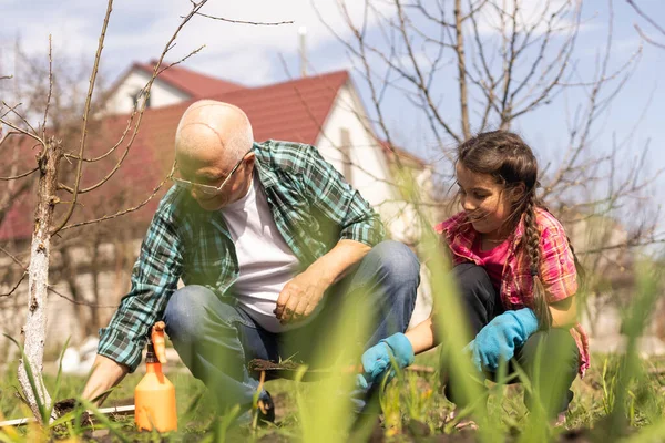Dedesiyle birlikte bahar doğasında eğlenen küçük bir kız. Bahçe işleri.
