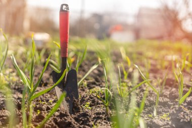 Sebze bahçesinde organik yetiştirilmiş sarımsak çiftliği.