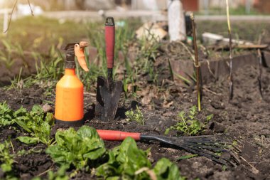 Bahçıvanın elleri bahçeden sebze ekiyor ve topluyor. Eldivenli bahçıvan tohum için toprağı hazırlar..