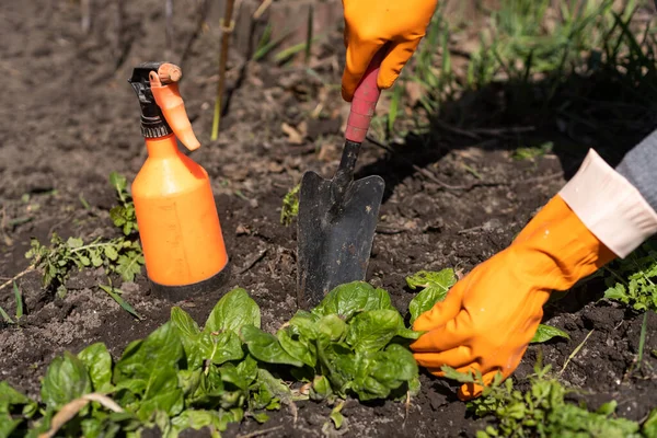 Recogiendo espinacas en un jardín casero. Bio spanach — Foto de Stock