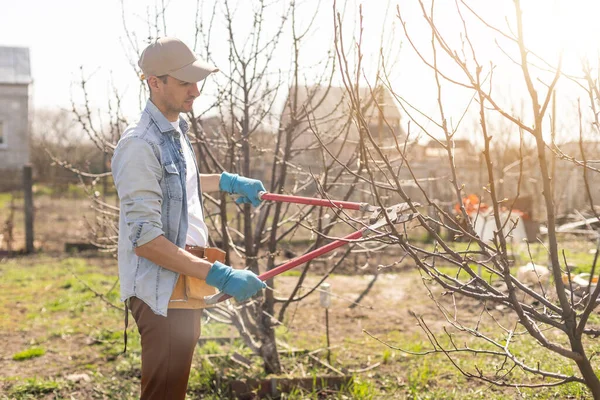 Jardineiro profissional poda uma árvore — Fotografia de Stock