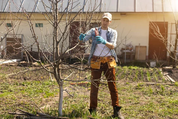 Bahçıvan budama meyve ağaçları budama makası ile.