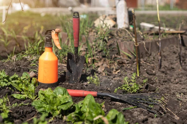 Bahçıvanın elleri bahçeden sebze ekiyor ve topluyor. Eldivenli bahçıvan tohum için toprağı hazırlar..