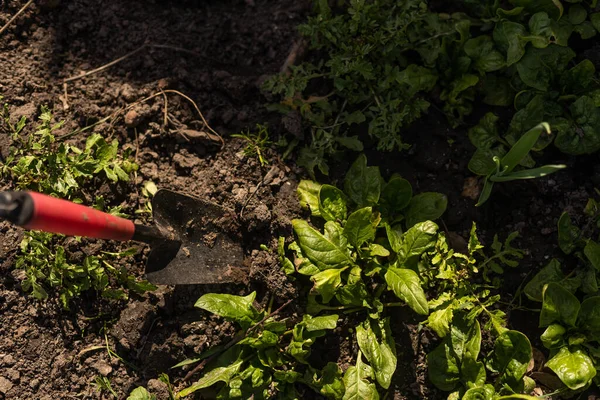 Spinaci che crescono in giardino. Foglie naturali fresche di spinaci che crescono nel giardino estivo — Foto Stock