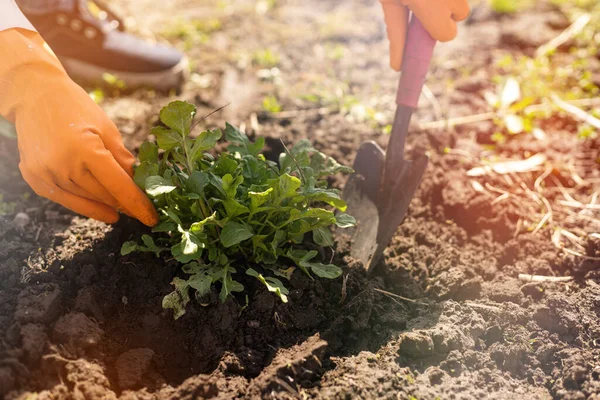 Ogrodnicy ręce sadzenie i zbieranie warzyw z ogrodu. Ogrodnik w rękawiczkach przygotowuje glebę do sadzenia. — Zdjęcie stockowe