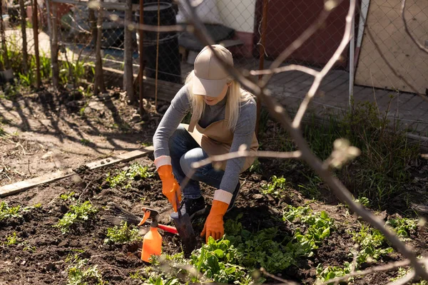 La mujer en los guantes las plantas en el invernadero. trabajos de primavera con plántulas en el jardín — Foto de Stock